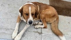 Asturvida