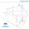 Estudio cefalométrico - RADMEDICA
